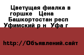 Цветущая фиалка в горшке › Цена ­ 250 - Башкортостан респ., Уфимский р-н, Уфа г.  »    